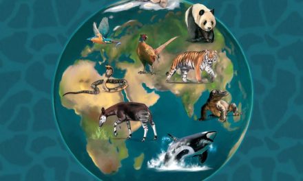 Homoludicus nos traerá «Fauna»