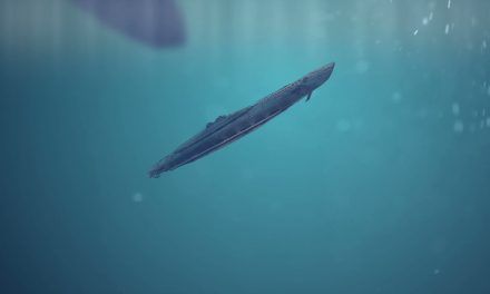«13 grados 13 millas: La tragedia del submarino C4» (Daniel Viñuales, David Tapia y Guillermo Montañés, GP Ediciones)
