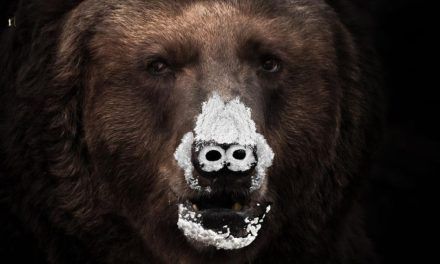 «Oso Vicioso»