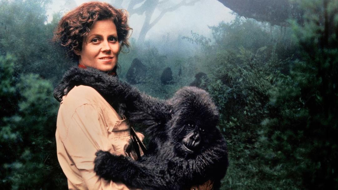 «Gorilas en la niebla» (Michael Apted, 1988)