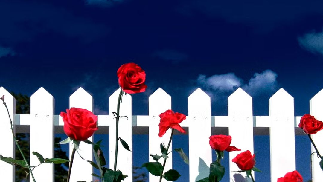 «Terciopelo azul» (David Lynch, 1986)