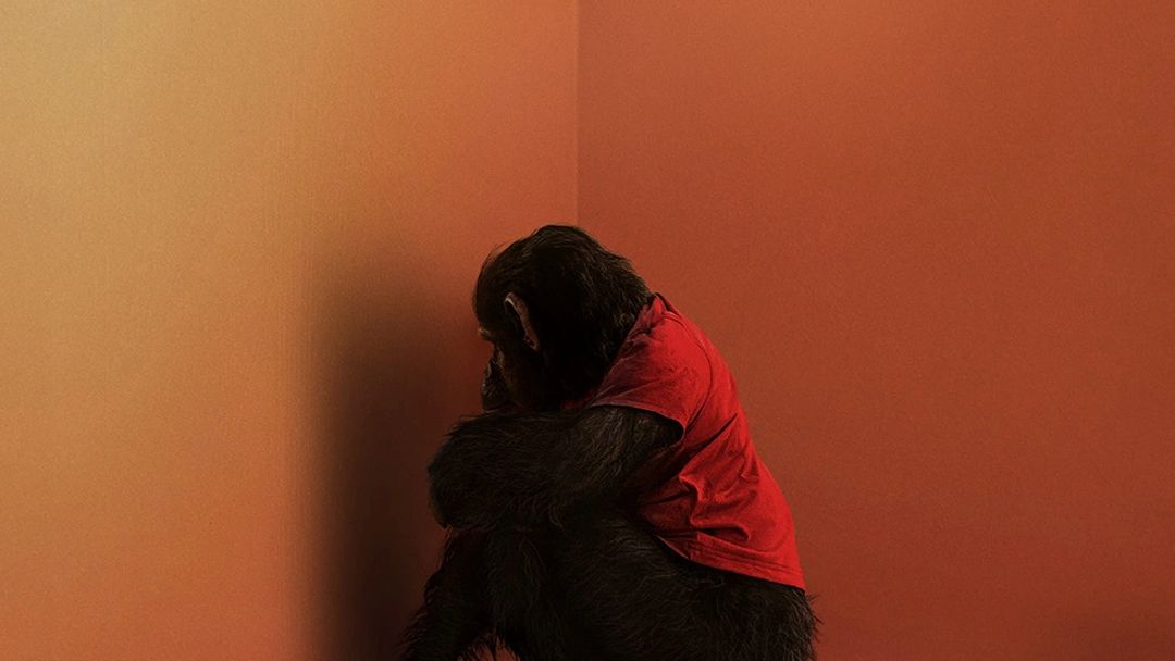 «Primate»