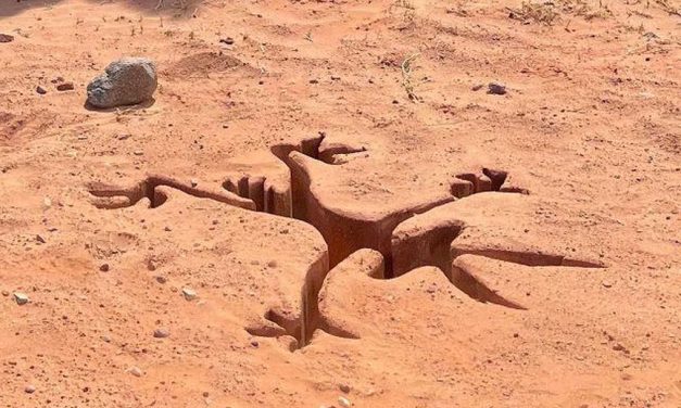 «Coyote vs. ACME»