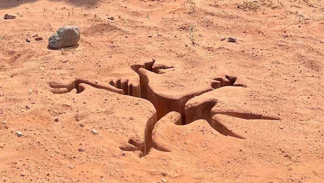 «Coyote vs. ACME»
